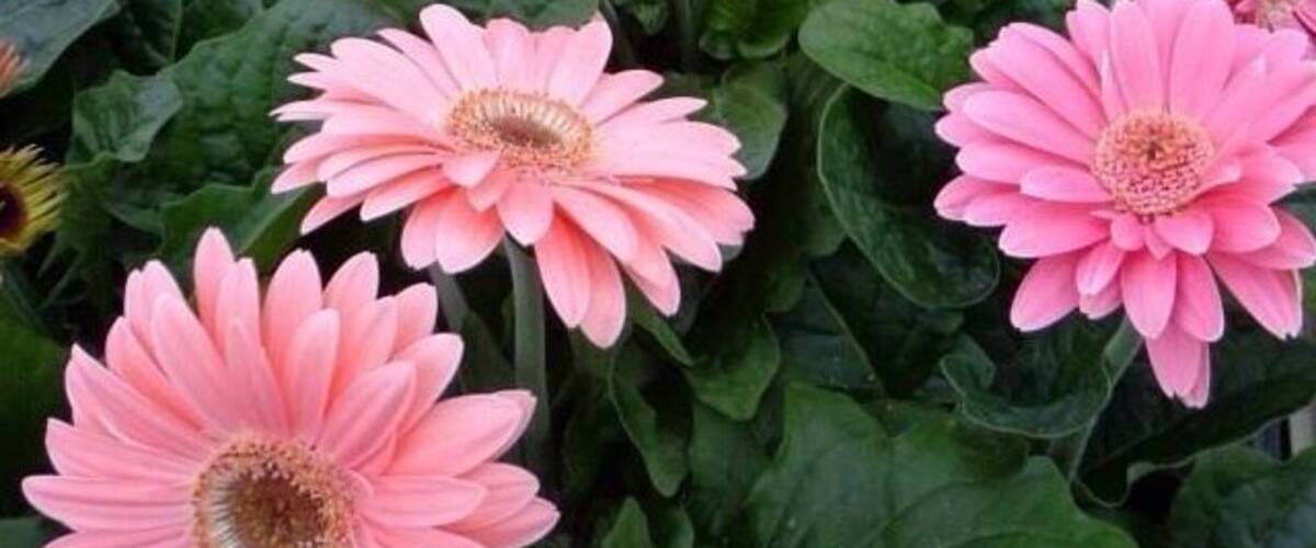 Gerberas @vicky Garden