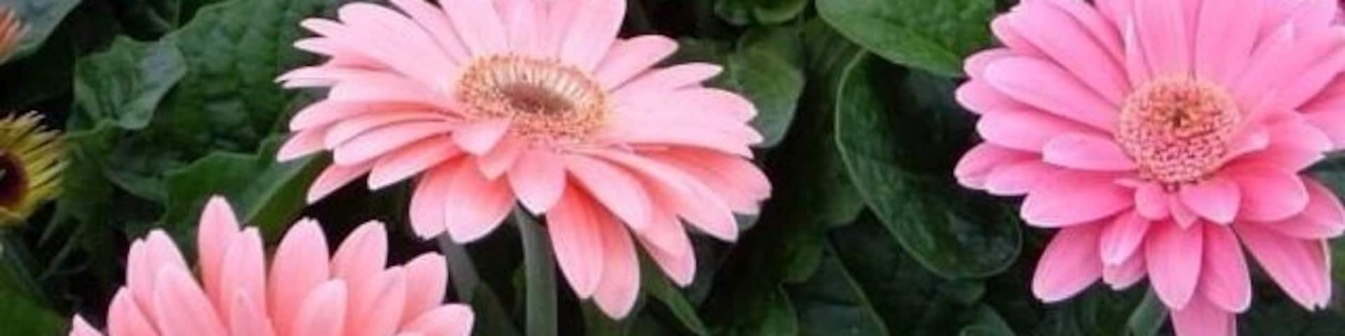 Gerberas @vicky Garden