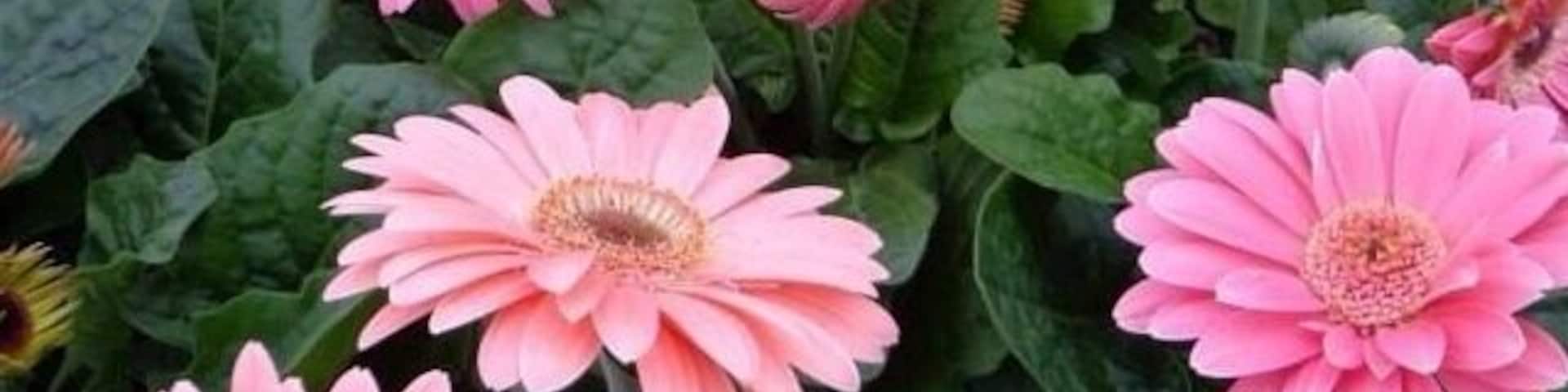 Gerberas @vicky Garden