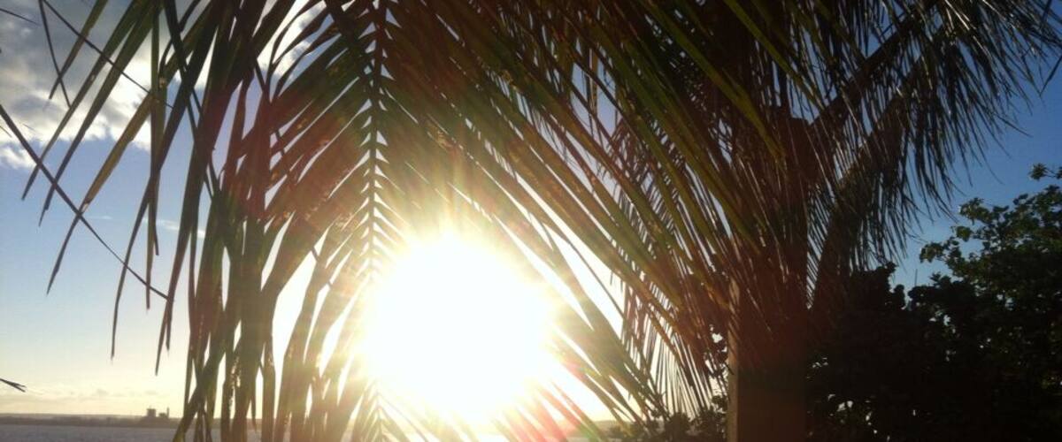 The sun setting behind palm leaves over the ocean.