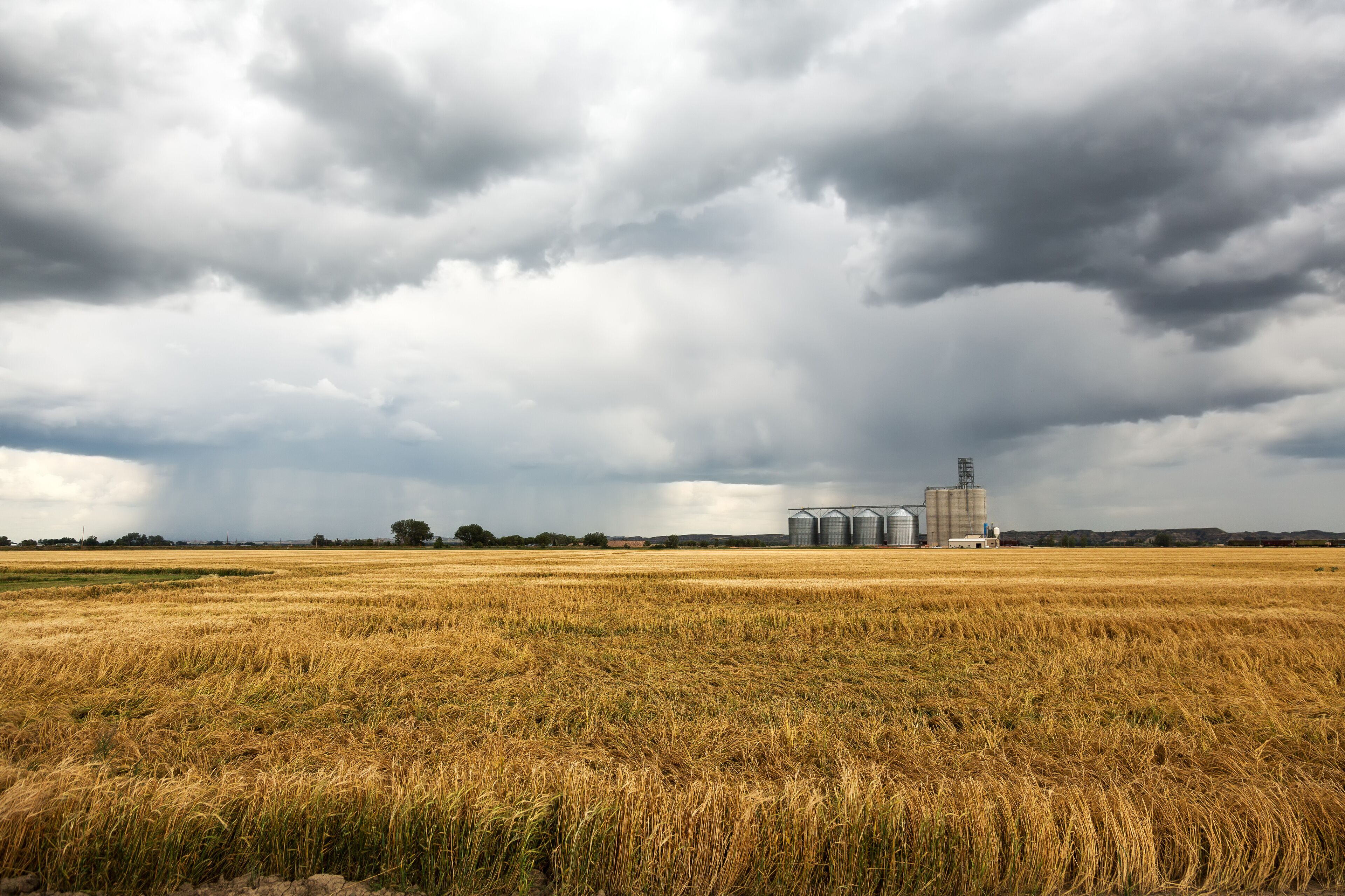 Wheat fields and grain elevator in Sidney, Montana during a rain storm on a summer day.