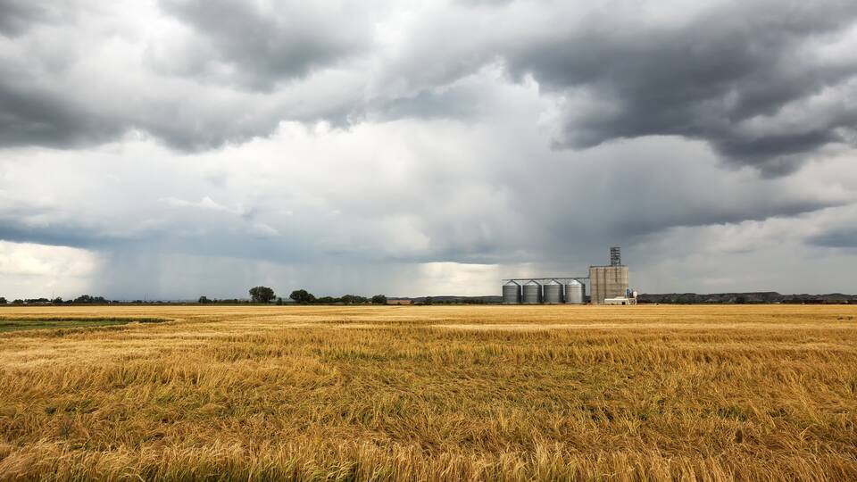 A golden wheat field with a grain elevator in the distance under a cloudy sky.