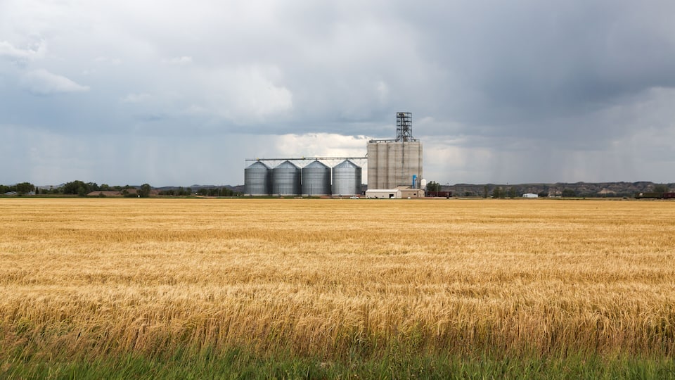 A wheat field with a grain elevator and silo in the background.