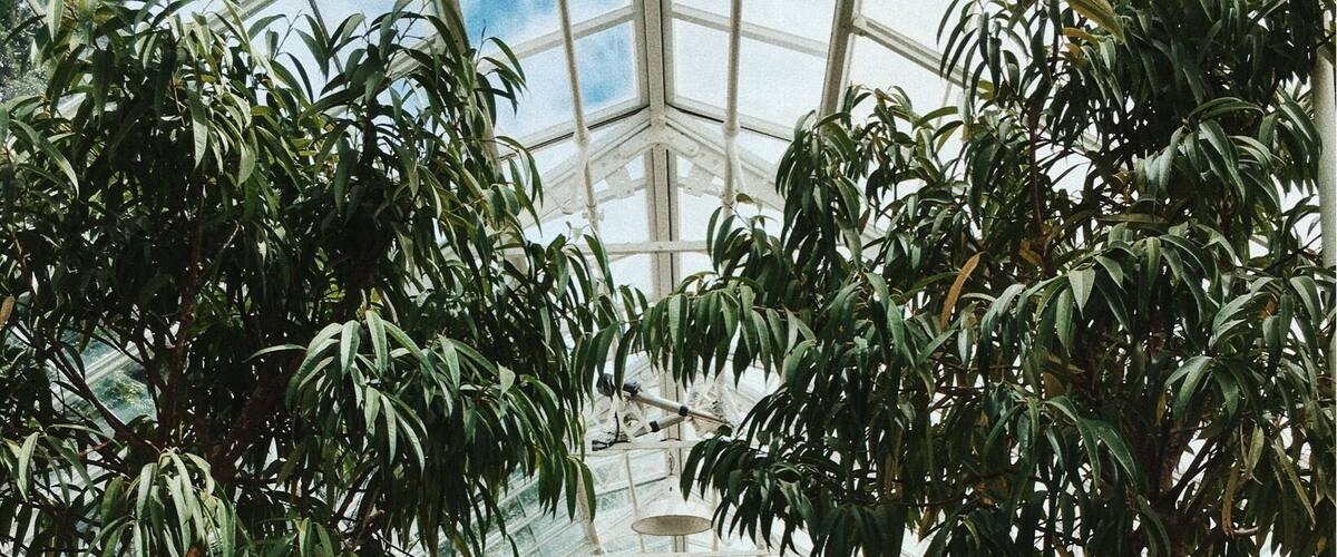 One of the most beautiful hidden treasures of Seattle. This conservatory is a breath of fresh air.