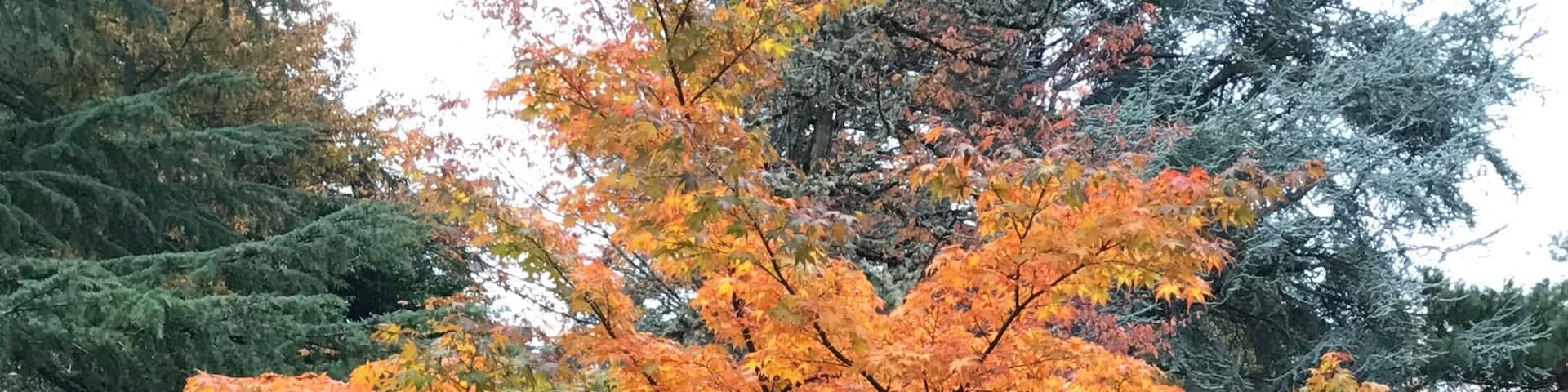 Kubota Garden is a FREE American-Japanese Garden in South Seattle. Waterfalls, bridges, ponds and beautiful foliage!