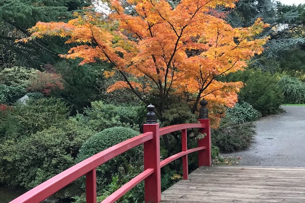 Kubota Garden is a FREE American-Japanese Garden in South Seattle. Waterfalls, bridges, ponds and beautiful foliage!