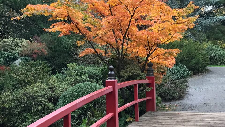 A wooden bridge with red railings leading to a tree with orange leaves.