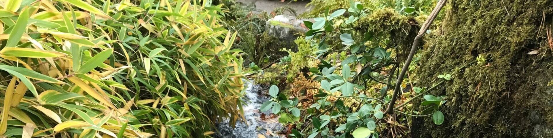 A small stream flowing through a garden with various plants and rocks.