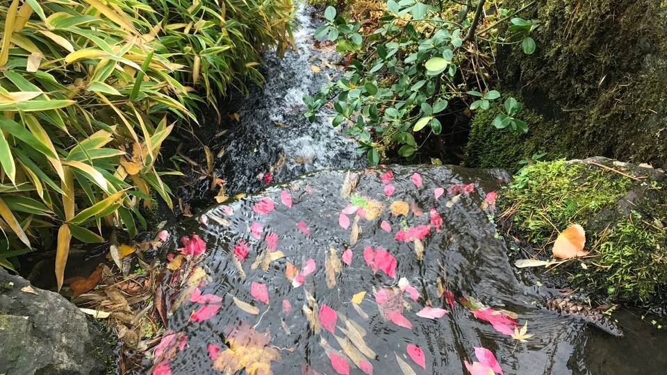 A small stream flowing through a garden with various plants and rocks.