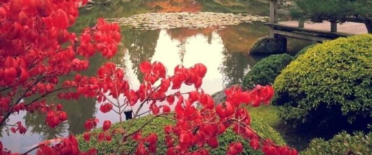 A vast range of colors in the Japanese Garden - so gorgeous.