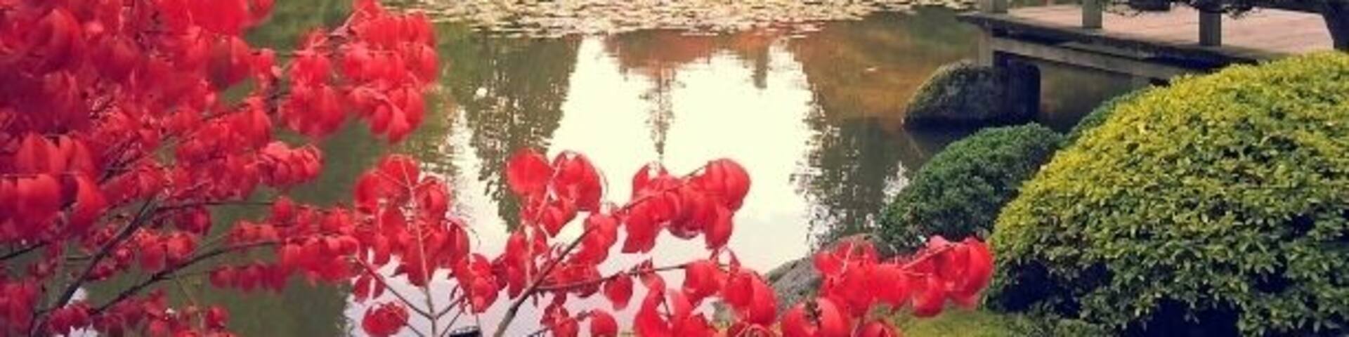 A vast range of colors in the Japanese Garden - so gorgeous.