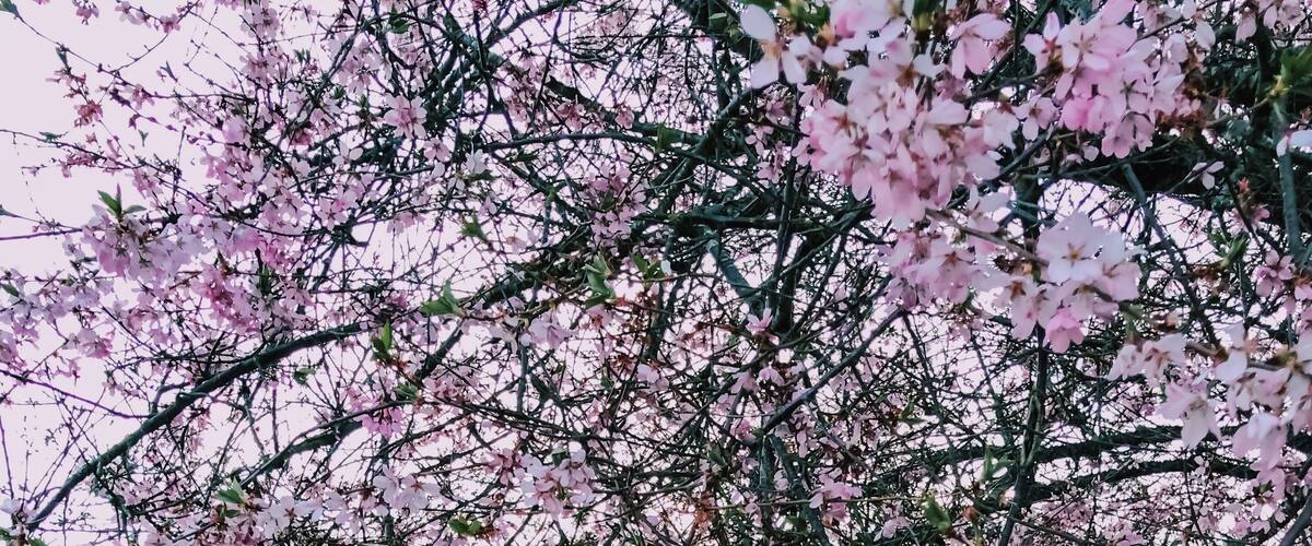 One of my favorite parks to visit in the springtime.