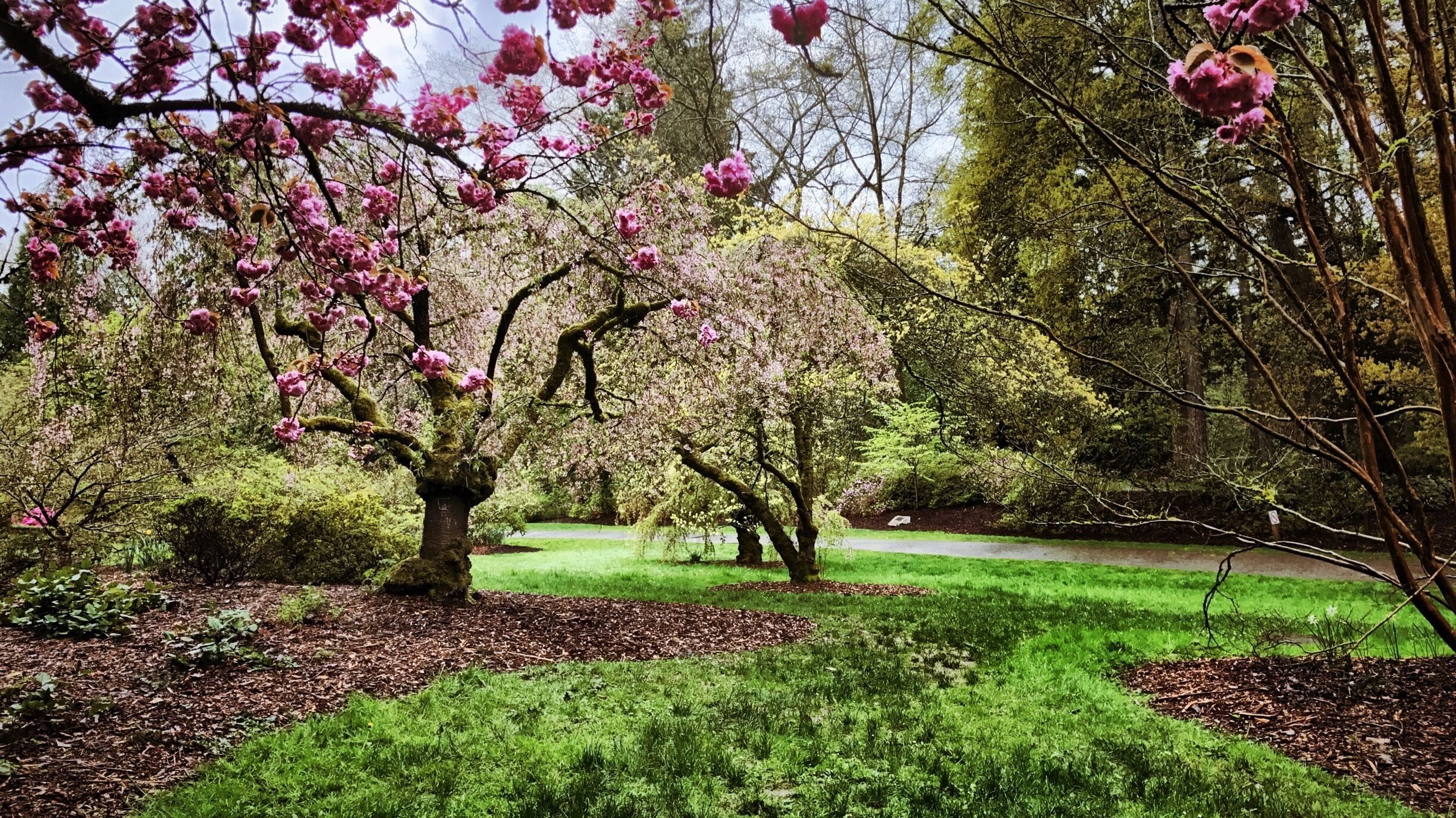 Spring came very late this year, spring flowers are finally in full bloom at the Arboretum! :)

About the park:
The Arboretum is a hidden gem on the shores of Lake Washington. Jointly managed by the University of Washington Botanic Gardens and the City of Seattle, its 230 acres are a dynamic assortment of plants, some found nowhere else in the Northwest. 