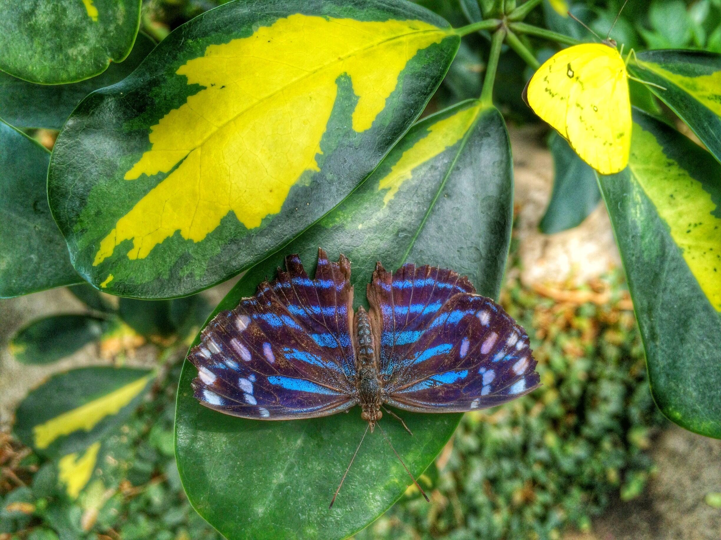 One of the exhibits in the Pacific Science Center is the 4,000 square foot Tropical Butterfly House. Come here to get warmed up and see the incredible butterflies imported from around the world, as well as beautiful, tropical plants. 
The Pacific Science Center not only has a ton of fun and educational science exhibits, but also includes an IMAX theater and planetarium. 

http://www.pacificsciencecenter.org