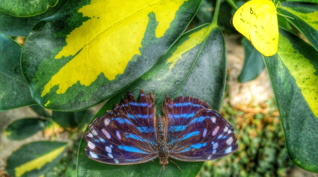 One of the exhibits in the Pacific Science Center is the 4,000 square foot Tropical Butterfly House. Come here to get warmed up and see the incredible butterflies imported from around the world, as well as beautiful, tropical plants.
The Pacific Science Center not only has a ton of fun and educational science exhibits, but also includes an IMAX theater and planetarium.
http://www.pacificsciencecenter.org