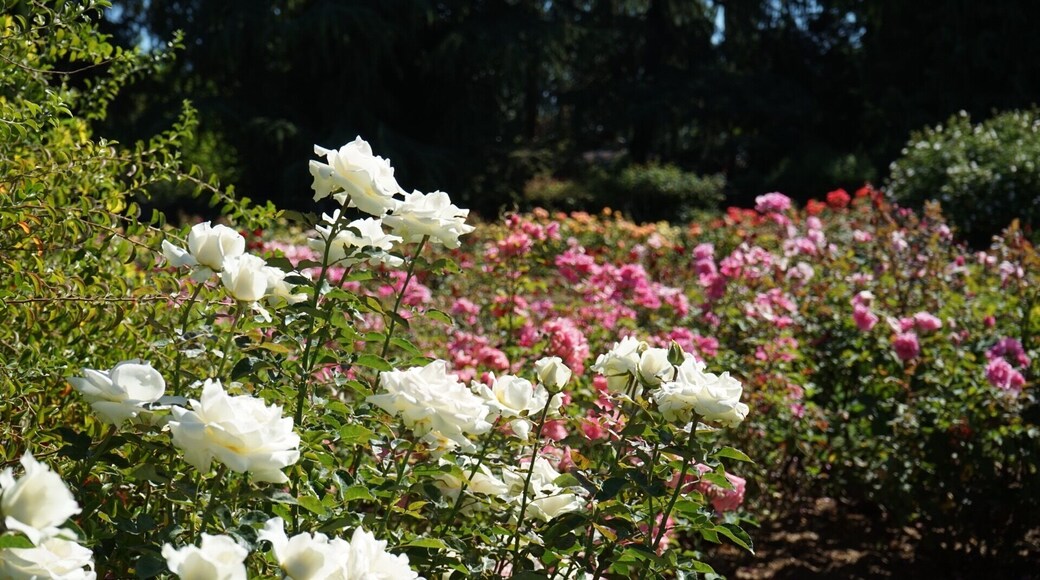 The rose garden near the zoo