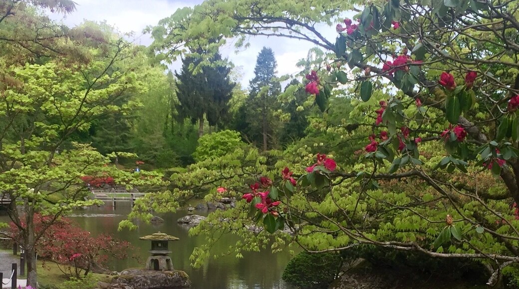 Ahhhh... That moment when all you've imagined in a meditation becomes reality💙
If you're visiting Seattle and love the serene, then the Seattle Japanese garden is a must see for you. There is parking and an admission day pass is $6 for adults.