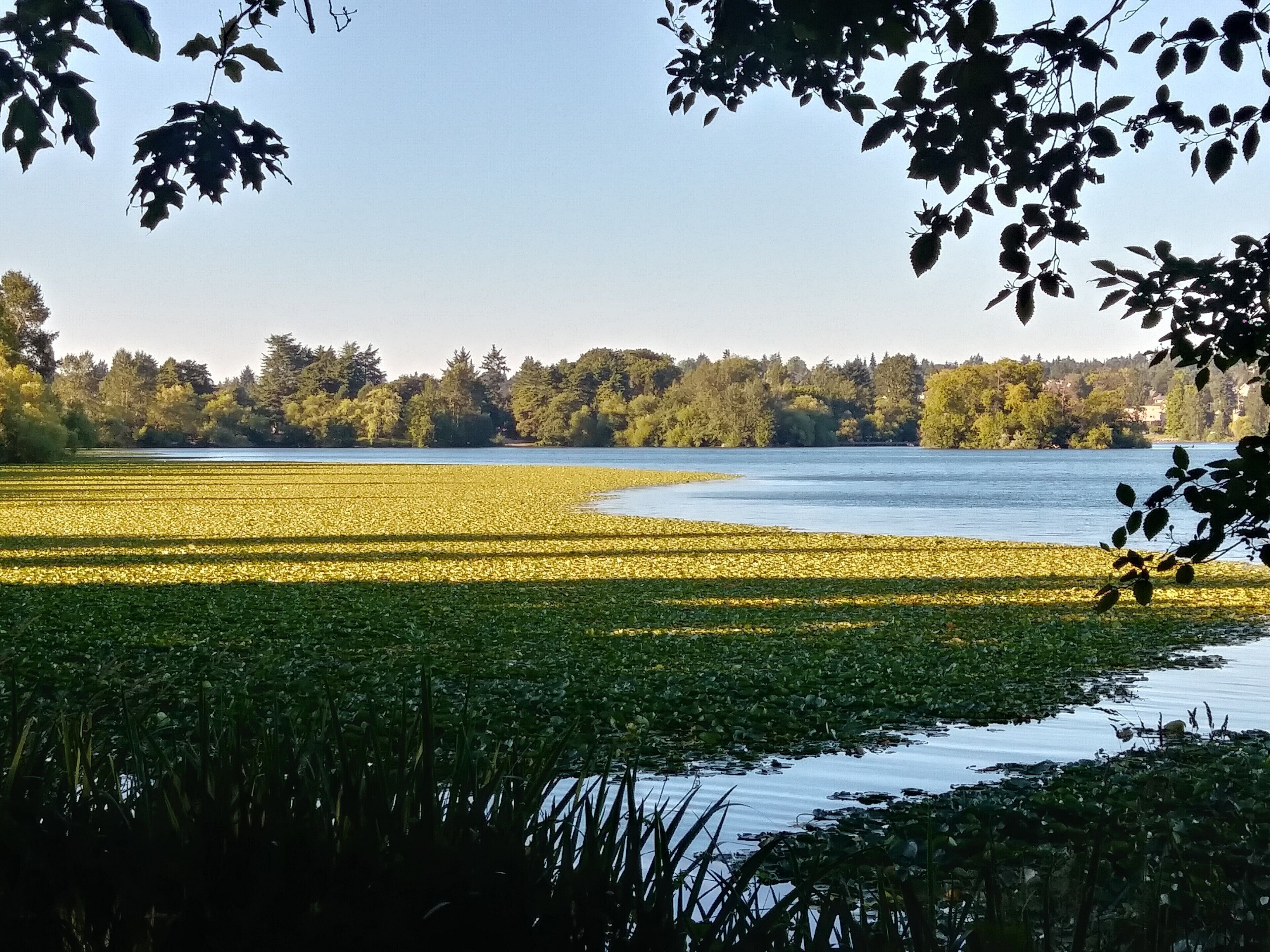 Buying juicy plums during the summer, cheering on a guy balancing on a rope, and walking past gorgeous lily pads is just a handful of things you can experience at Green Lake Park in Seattle. I highly recommend canoeing there. #greenlakeparkseattle #lifeatexpedia