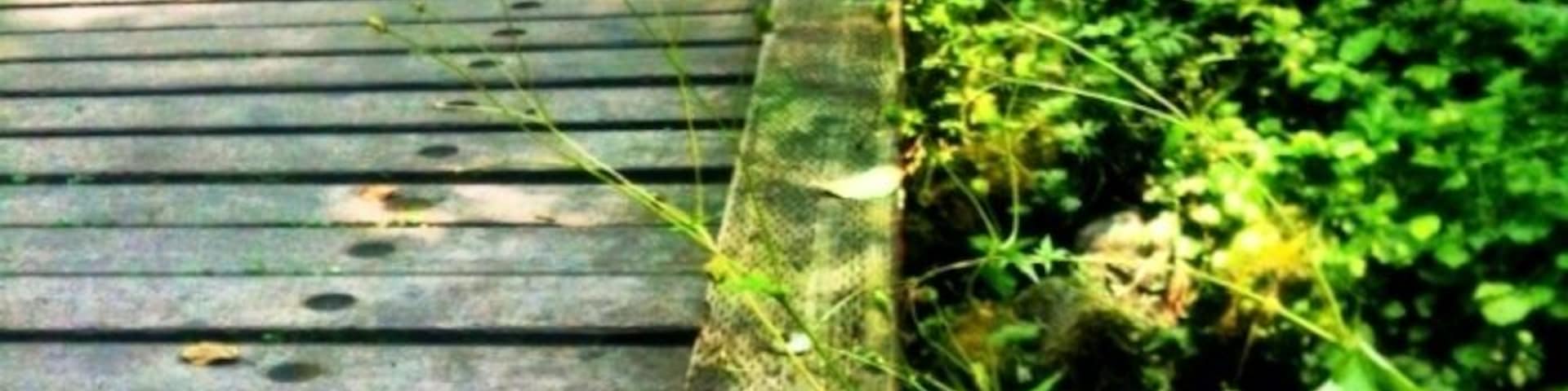 Bridge over a stream in the beautiful Carkeek Park in North Seattle.