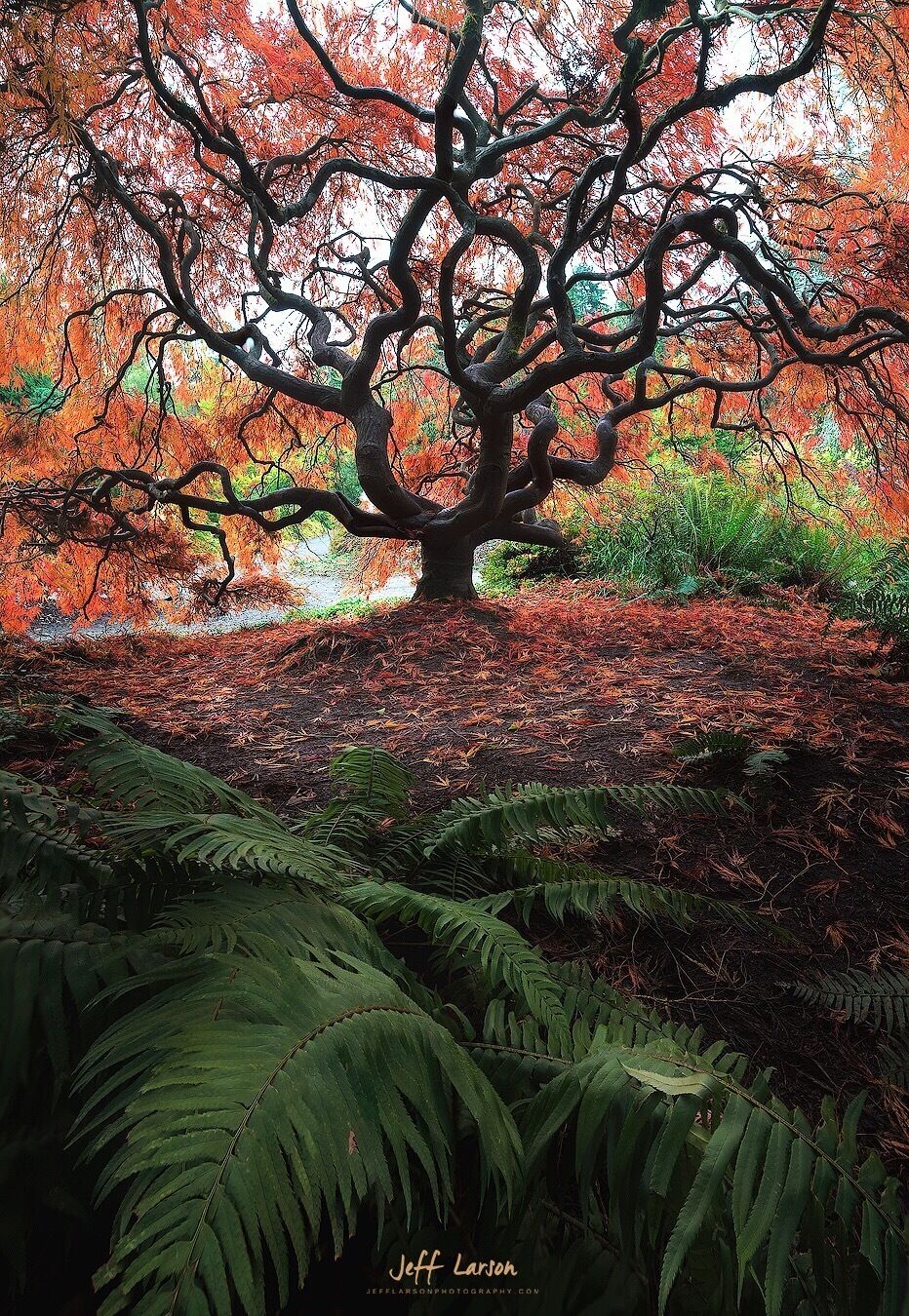 The wild and twisted limbs of this Japanese Maple were quite eye catching, they are magnificent little trees. 