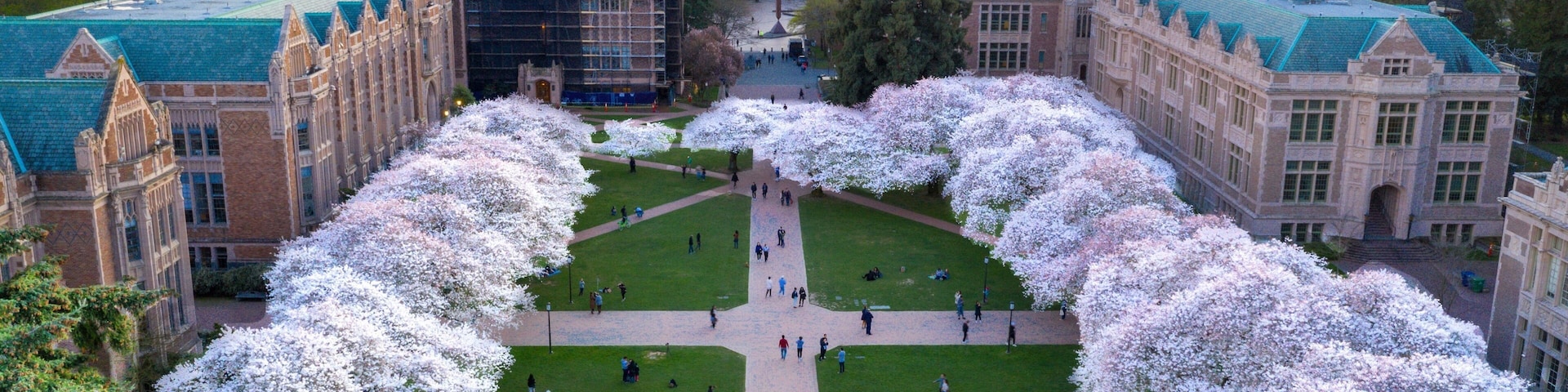 Cherry blossoms lighting up the quad! Magnificently beautiful :)
#cherryblossom #season #uw #seattle #washington #quad #college #flowers #nature #scenery #architecture #sunset