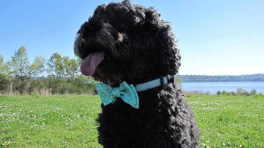 My sweet boy Seamus at Magnuson Park in Seattle. Not pictured is a great off-leash park with lake access. This is on one of the scenic trails with Lake Washington in the background. #Seattle #dog #park