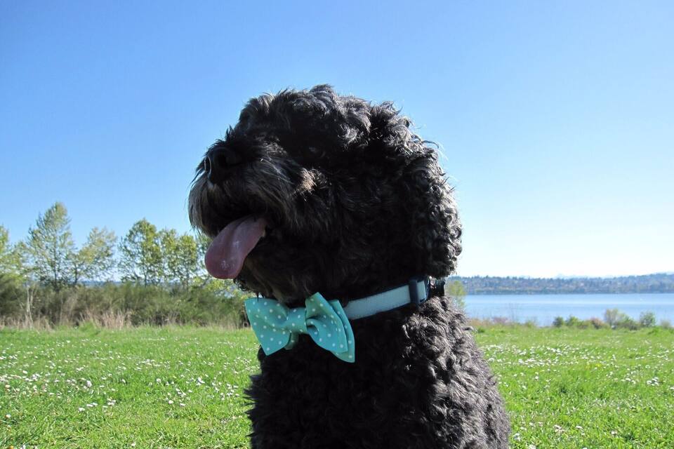 A black dog with curly fur wearing a bow tie, standing in a grassy field with a lake and trees in the background.