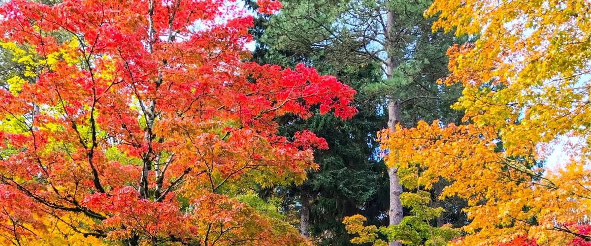 Bridge at the garden.