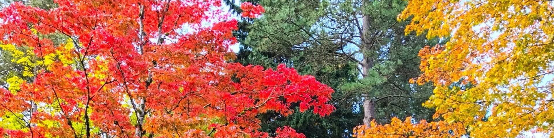 Bridge at the garden.