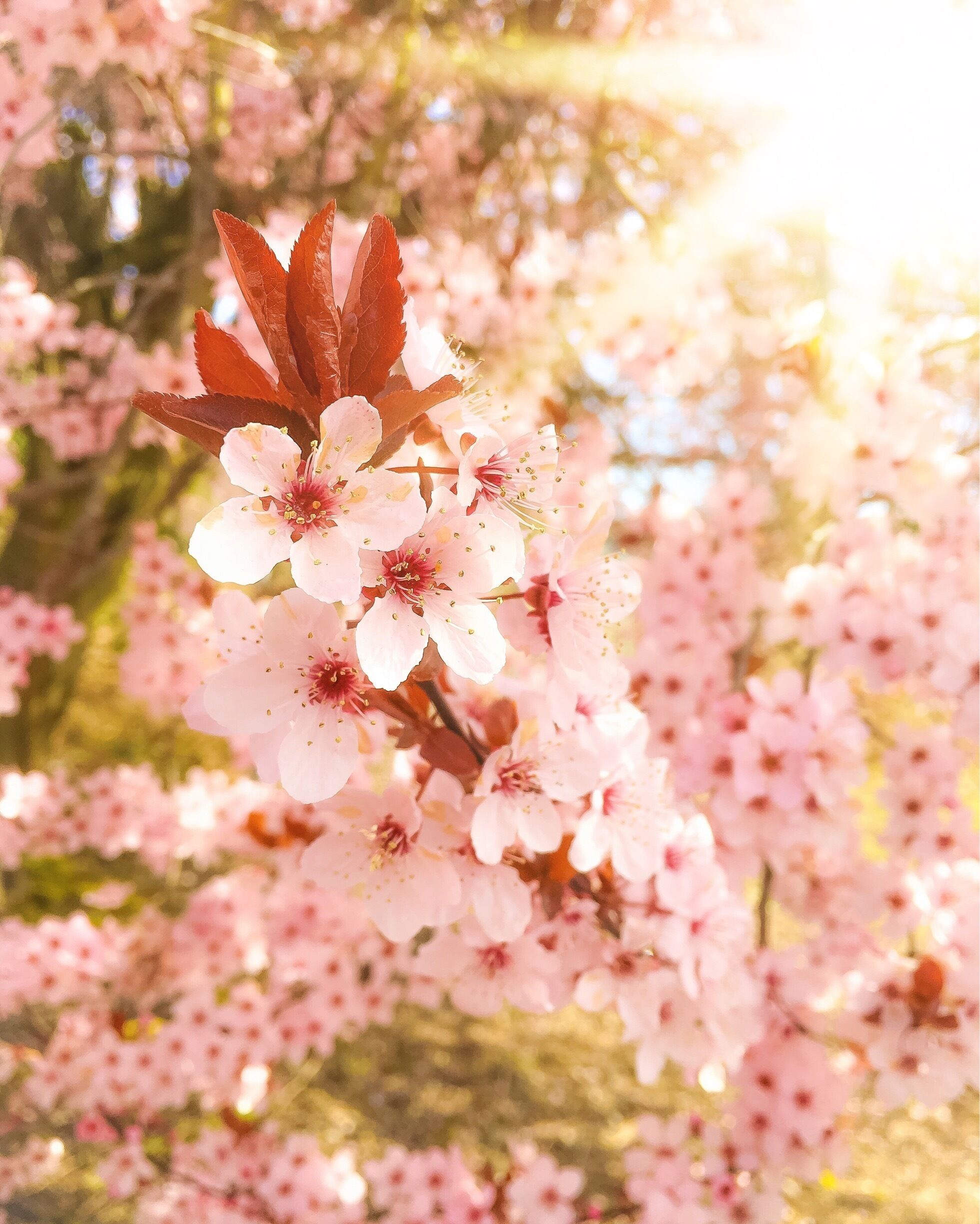 Almost bye bye spring 2018