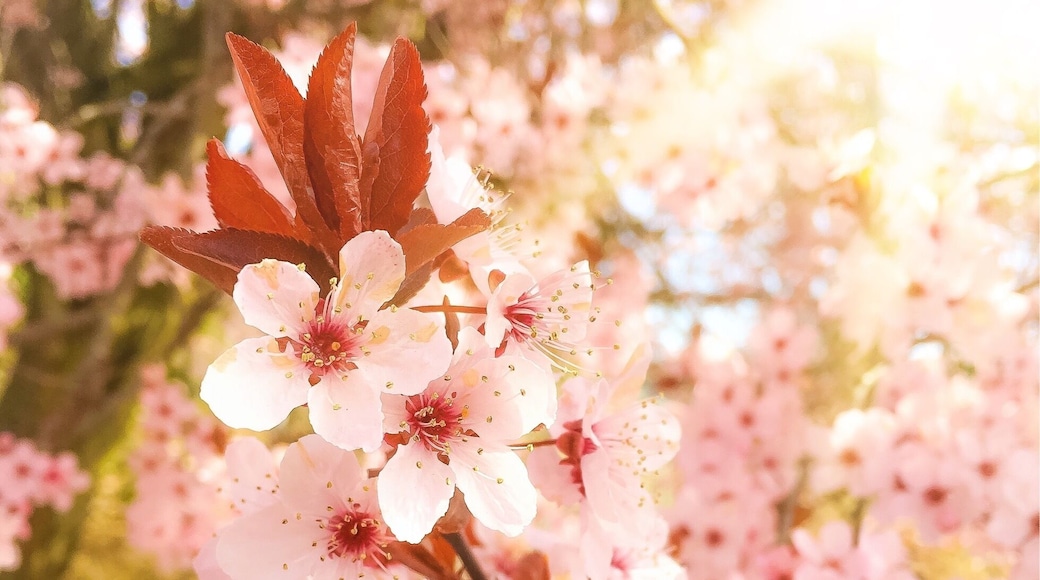 Almost bye bye spring 2018