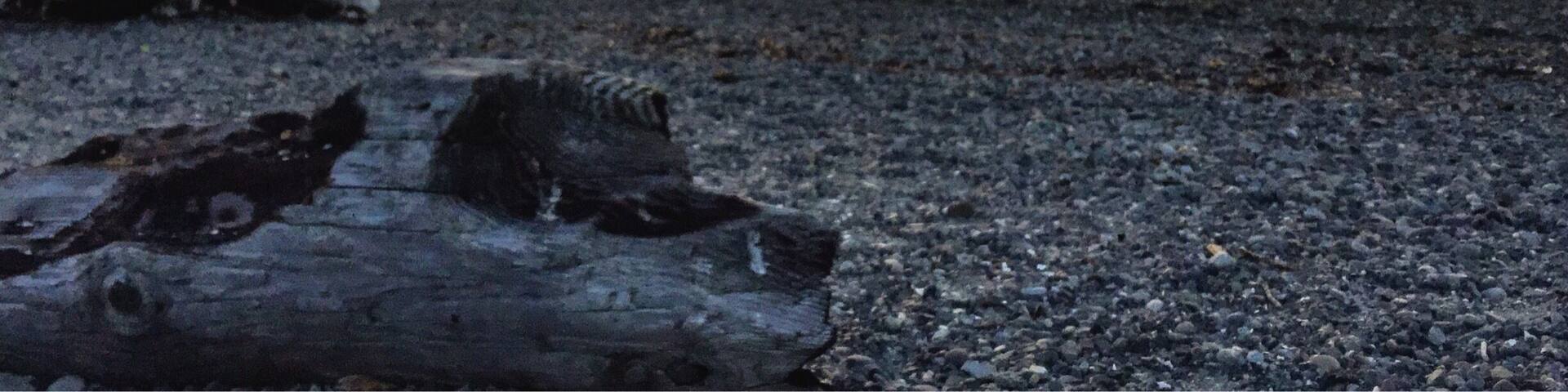 Silhouette of young couple enjoying the sunset on the beach. #carkeekpark #carkeekbeach #sunset #silhouette #sunsetsilhouette #sundown #sunset_pics #landscape #landscapephotography #travel #travelphotography
#capturethemoment #sunsetphotography #beach #sunsetcolors #pnw #seattle #seattlelife #pacificnorthwest #picoftheday #sunsetwalks #wanderlust #sheexplores #paintedsky #clouds #photooftheday #instanature #evening #earthpix