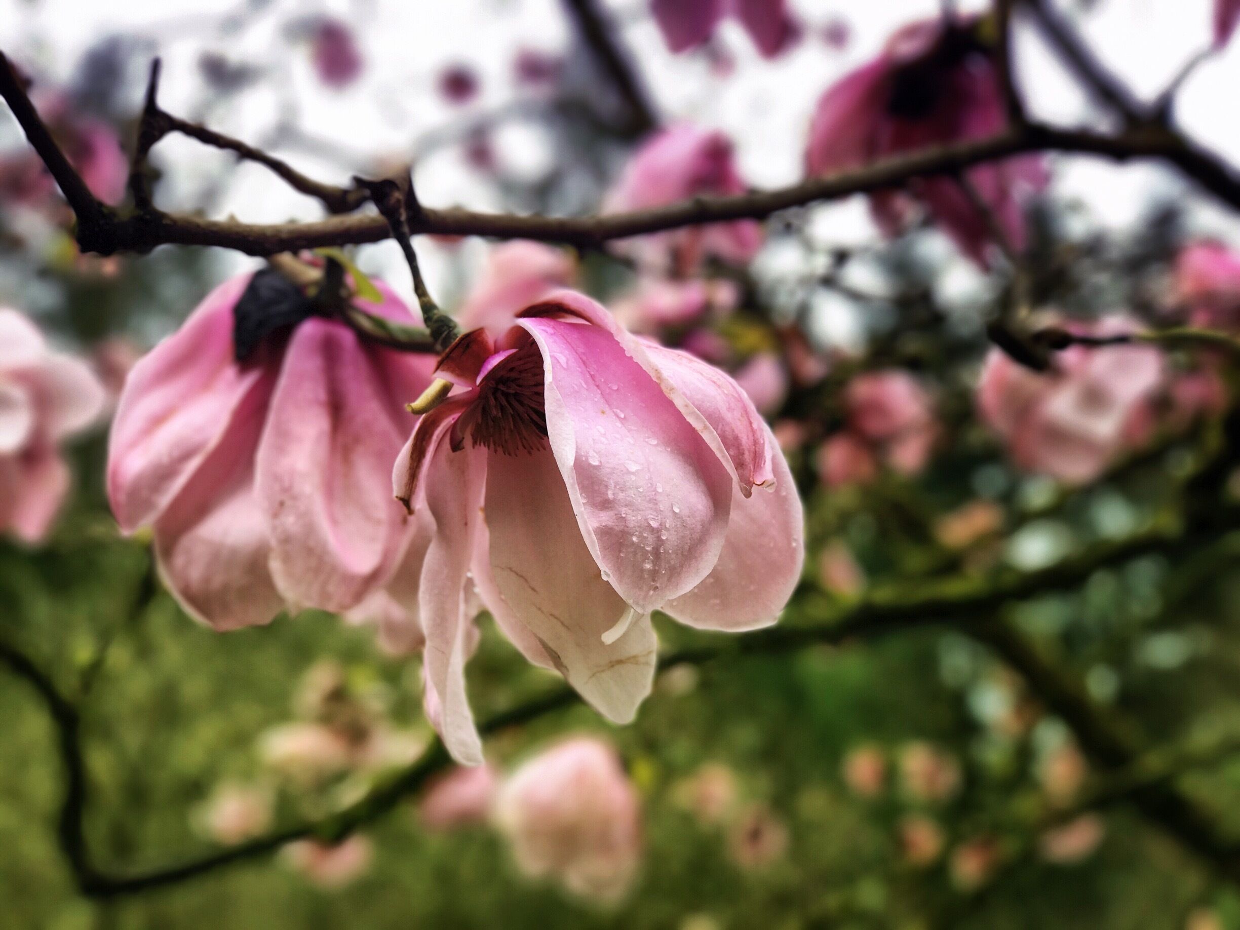 Spring!  (Finally! :)
Arboretum is a hidden gem on the shores of Lake Washington. Jointly managed by the University of Washington Botanic Gardens and the City of Seattle, its 230 acres are a dynamic assortment of plants, some found nowhere else in the Northwest.