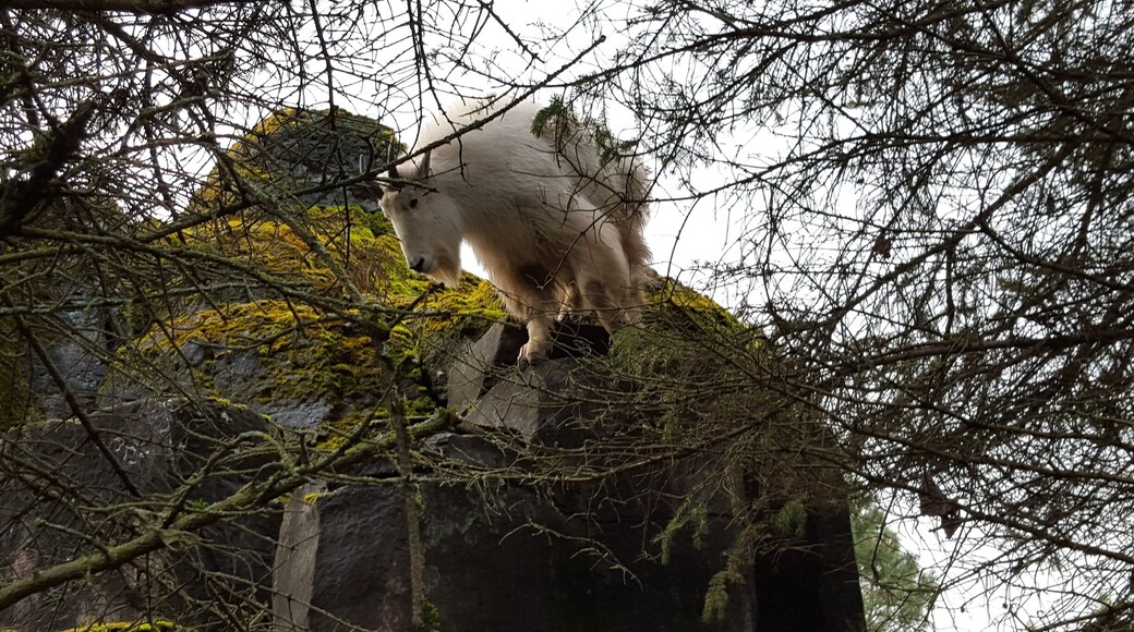 This mountain goat stopped and looked at me for a solid two minutes, even after I took the picture. We had a moment. The Woodland Park Zoo in Seattle is really great and inexpensive. ❤🌹🐐#zoo #animals #mountaingoat