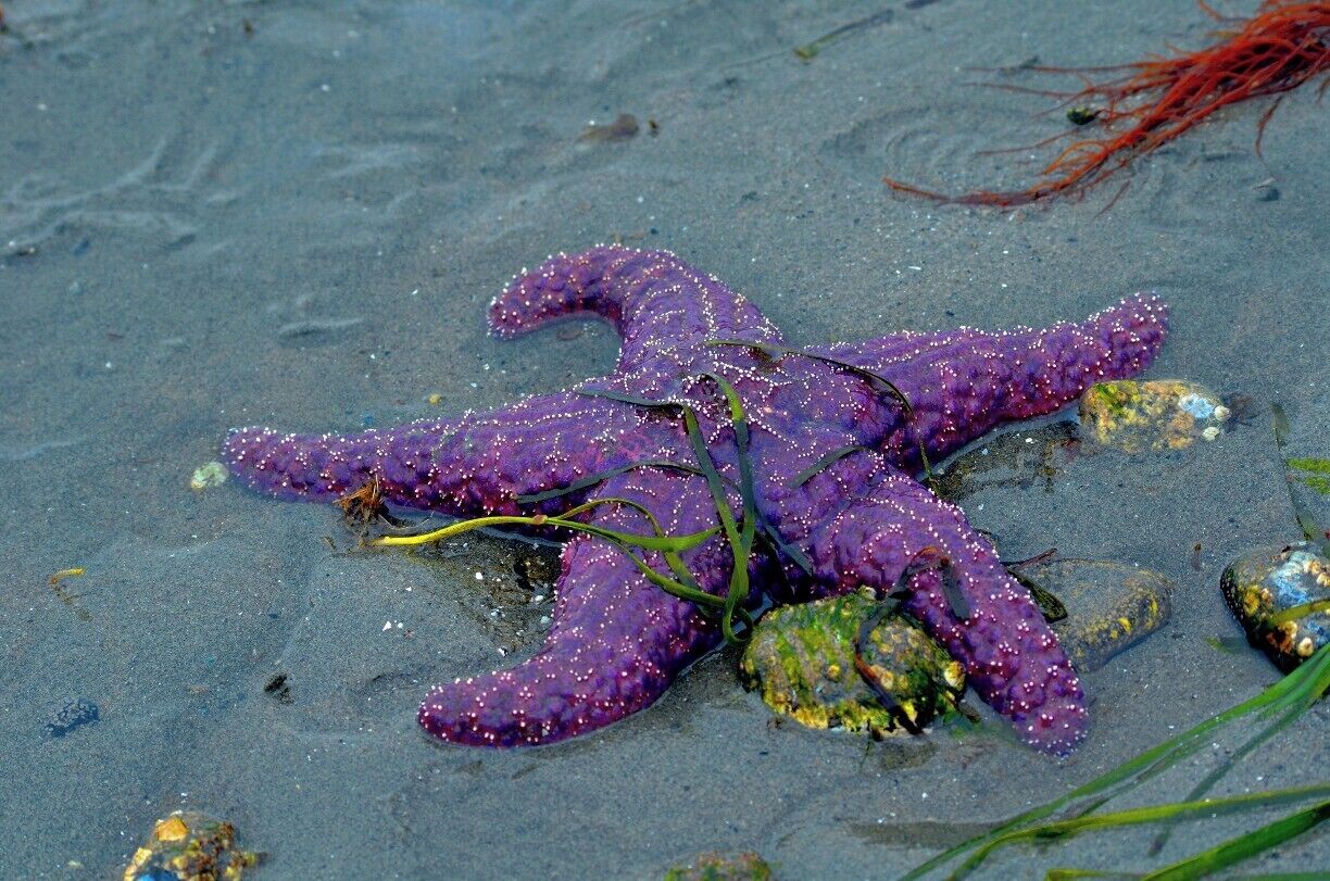 Low Tide at the beach.
