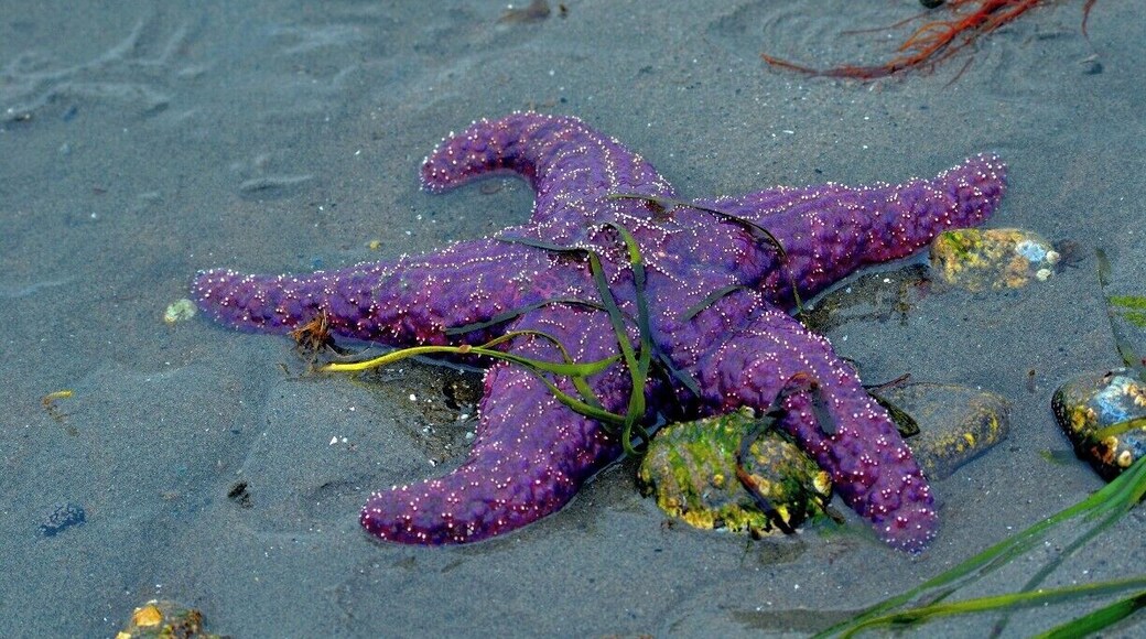 Low Tide at the beach.
