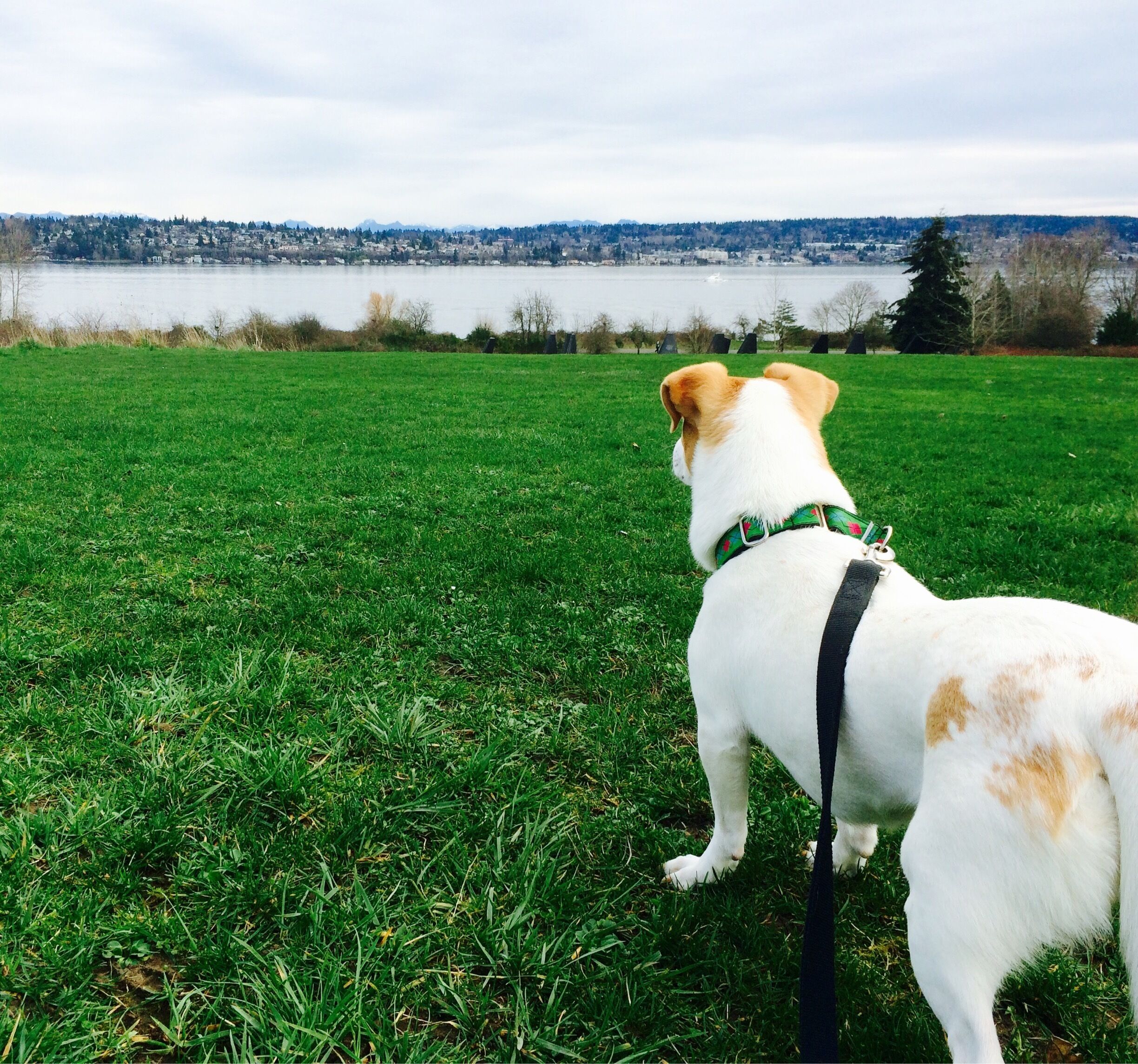 Magnuson Park is the best place to enjoy the view of Lake Washington with your best friend.