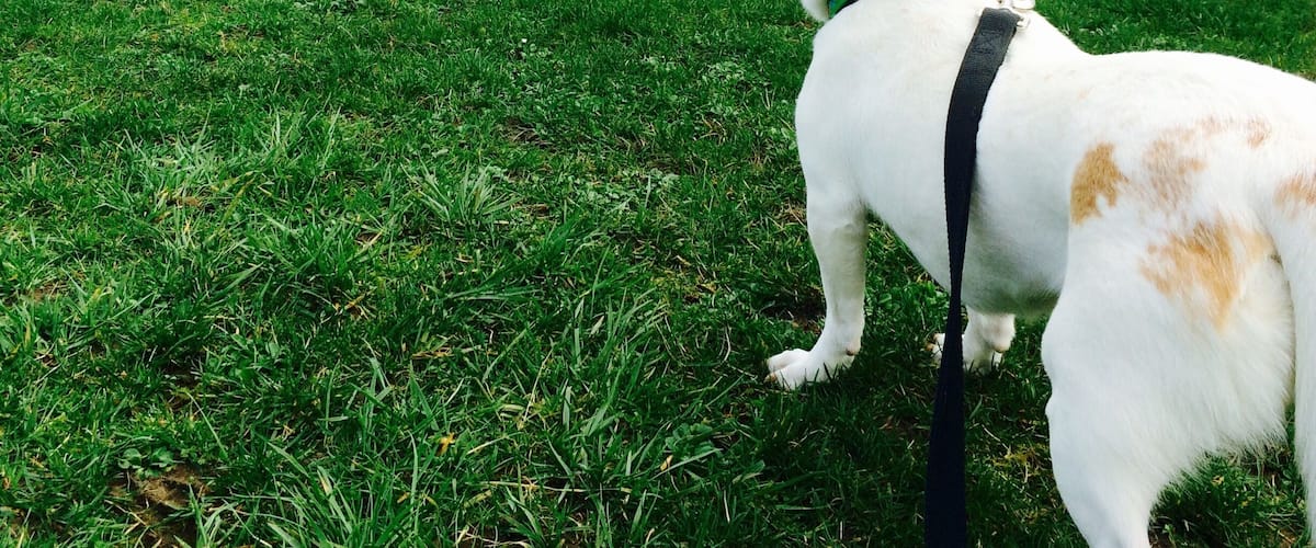 Magnuson Park is the best place to enjoy the view of Lake Washington with your best friend.