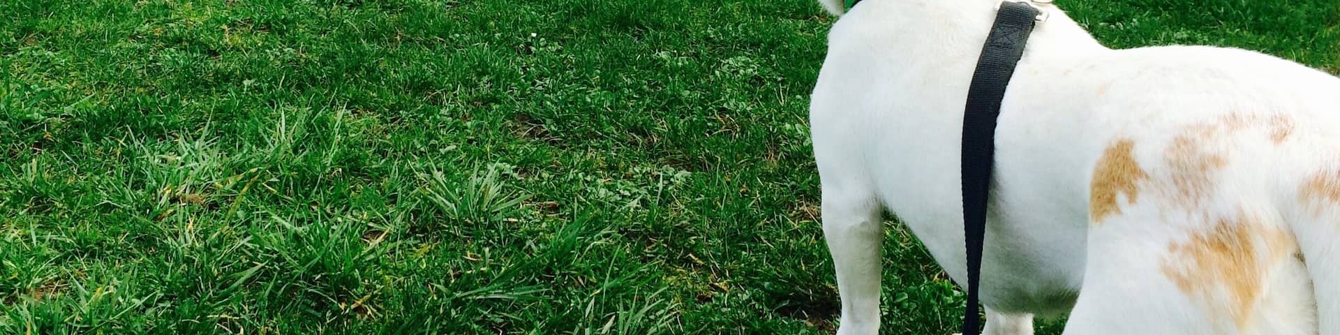 Magnuson Park is the best place to enjoy the view of Lake Washington with your best friend.