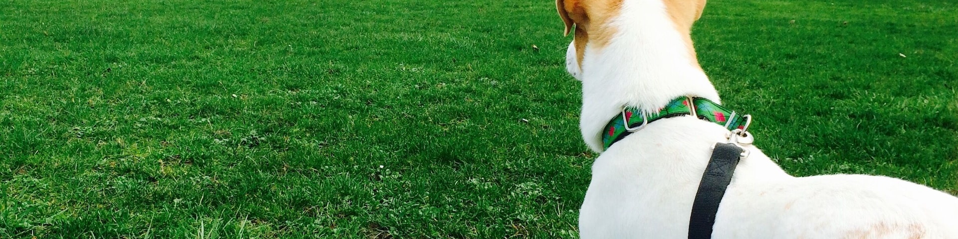 Magnuson Park is the best place to enjoy the view of Lake Washington with your best friend.
