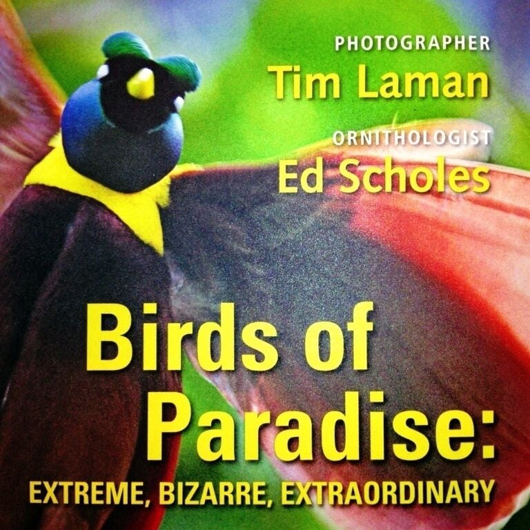 Anyone who's seen Planet Earth will remember the Birds of Paradise. This coming April, National Geographic Live! brings renowned ornithologist Ed Scholes and legendary photographer Tim Laman to Seattle to recount their experience tracking down and photographing all 39 species. This event will certainly sell out, so get your tickets early. April 28, 29, and 30.