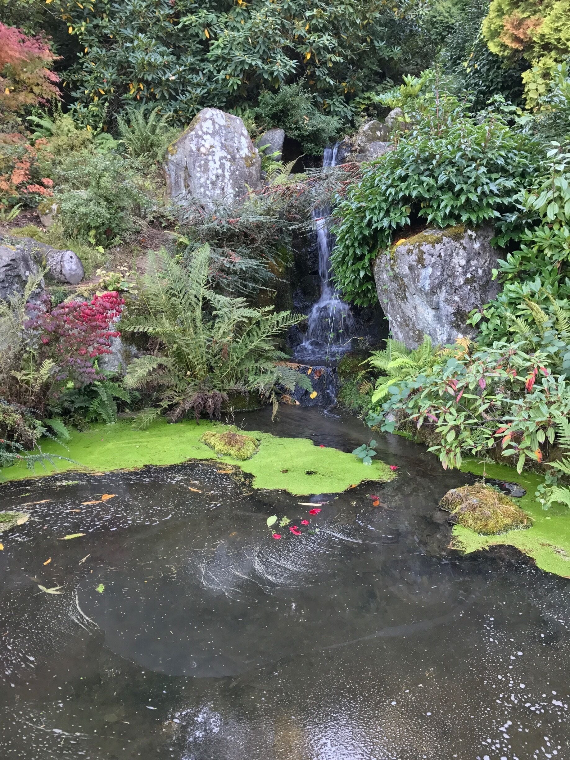 Crowded in the weekends, but always a nice spot for the ones who enjoy the PNW colors and rain.