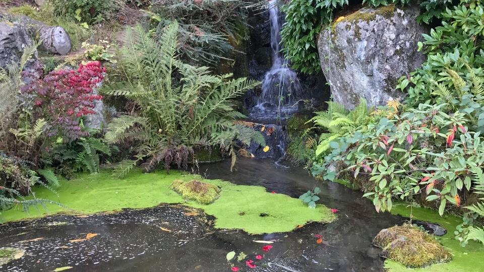 A serene garden with a small waterfall, lush greenery, and a pond with floating plants.