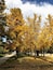 A park with trees displaying autumn foliage.