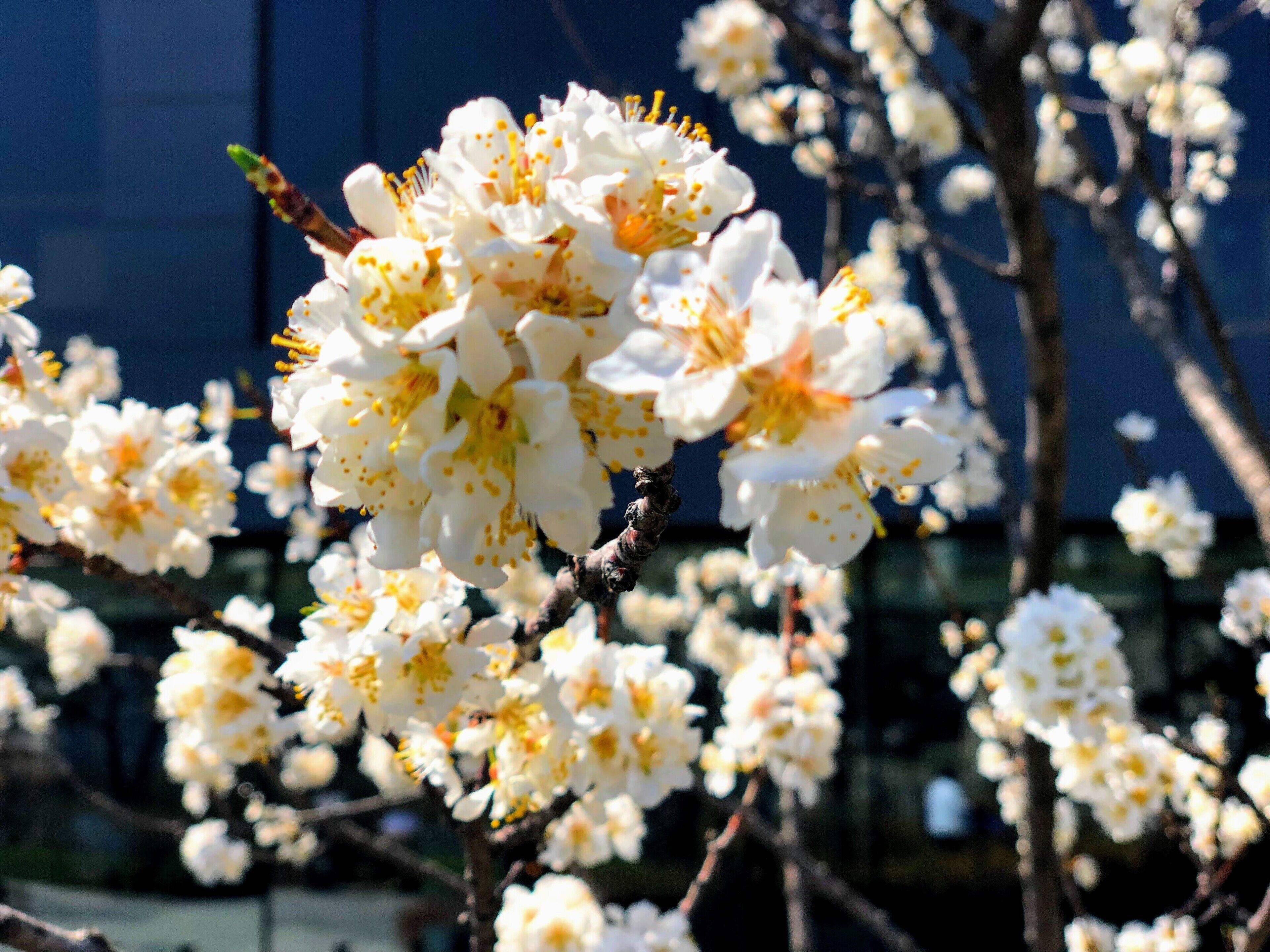 Cherry blossom beside the hotel 