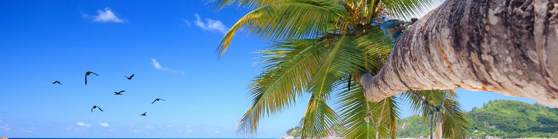 A beach with a hammock hanging from a palm tree, clear turquoise water, and a boat in the distance.