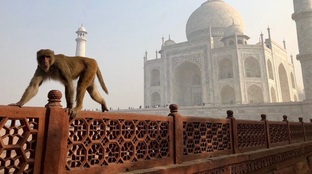 Part of a successful visit to admire the spectacular Taj Mahal is keeping some distance from the monkeys. I was thrilled to be there; the feelings were not reciprocated by this guy. #incredibleindia #culture #tajmahal