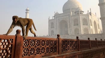 Part of a successful visit to admire the spectacular Taj Mahal is keeping some distance from the monkeys. I was thrilled to be there; the feelings were not reciprocated by this guy. #incredibleindia #culture #tajmahal