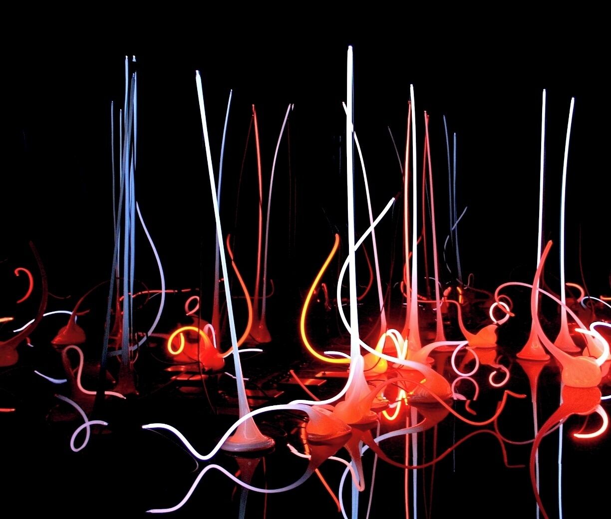 The origin of the Venetians series was an invitation from chihuly to Lino Tagliapietra , The Italian Master , to blow glass inspired by Venetian art deco prototypes. The venetians are defined by a baroque aesthetic of exuberance that is deeply rooted in the venetian tradition. This is especially true of the colours, which owe as much to the extraordinary colour combinations in the renaissance paintings of Titian, Veroneseand other Venetian Masters as they do to the glass produced in Murano.#roadtrip
