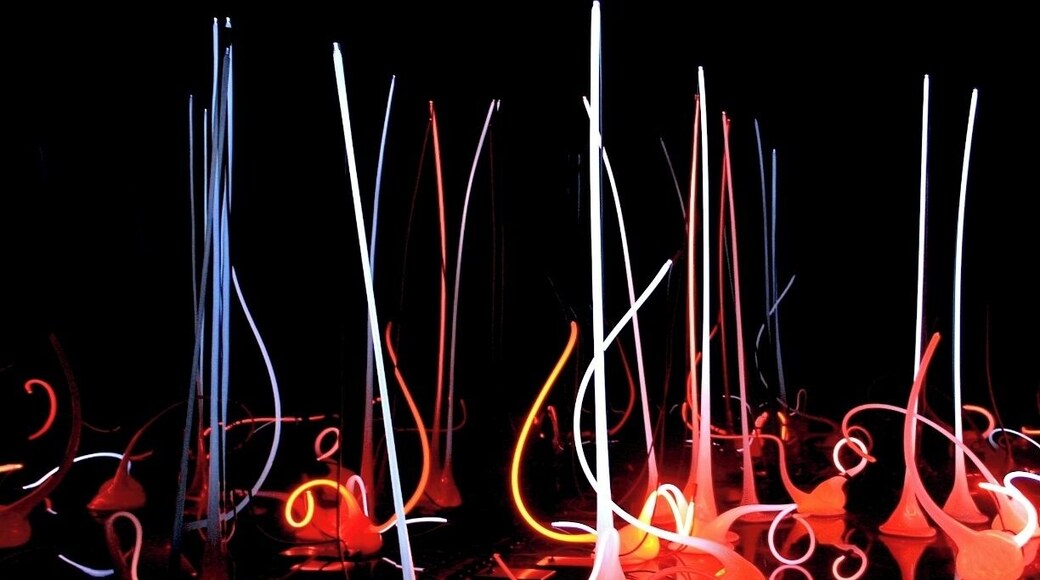 The origin of the Venetians series was an invitation from chihuly to Lino Tagliapietra , The Italian Master , to blow glass inspired by Venetian art deco prototypes. The venetians are defined by a baroque aesthetic of exuberance that is deeply rooted in the venetian tradition. This is especially true of the colours, which owe as much to the extraordinary colour combinations in the renaissance paintings of Titian, Veroneseand other Venetian Masters as they do to the glass produced in Murano.#roadtrip